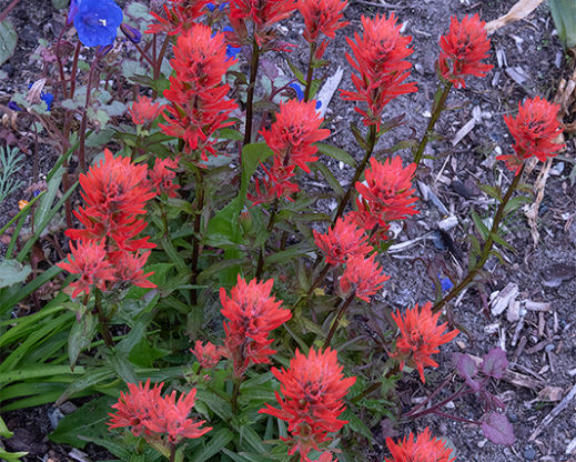 An unknown, possibly hybrid, castilleja seedling in the author’s garden.