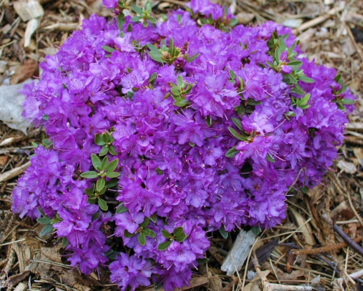 Rhododendron ‘Karen Seleger’ 
