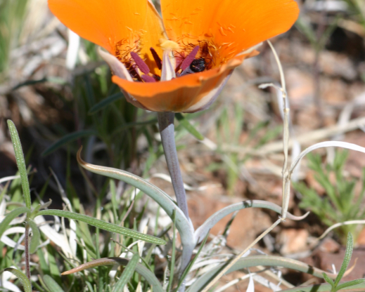 Orange form of Calochortus kennedyi 