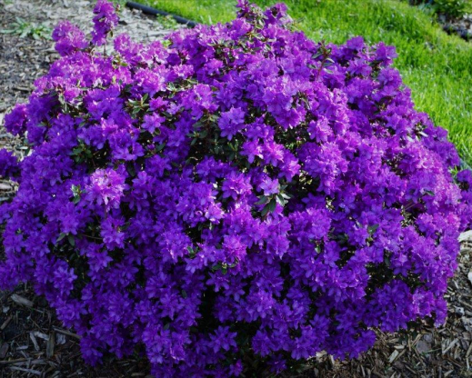 Rhododendron 'Purple Gem’