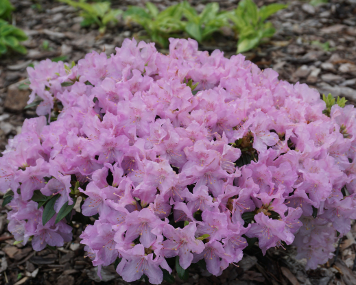 Rhododendron ‘Robert Seleger’
