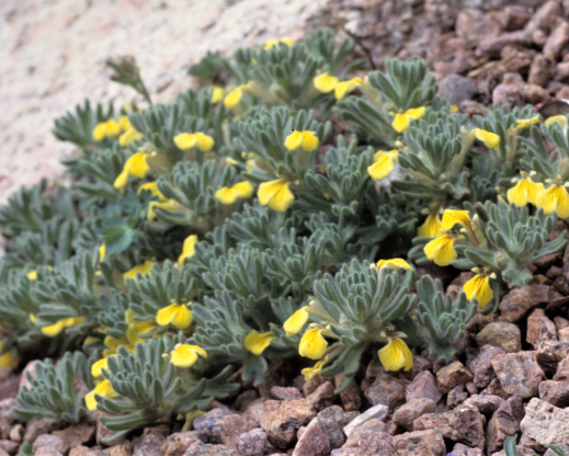 Ajuga chamaepitys var. glareosa