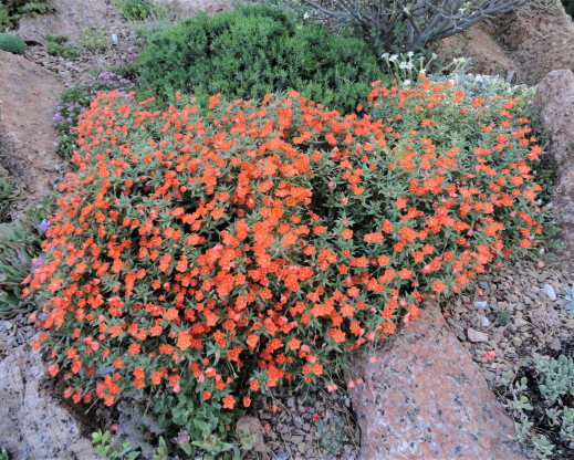 Anagallis monelli ‘Orange Form'