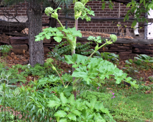 Angelica archangelica
