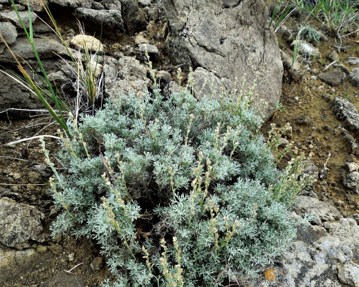 Artemisia tripartita subsp. rupicola