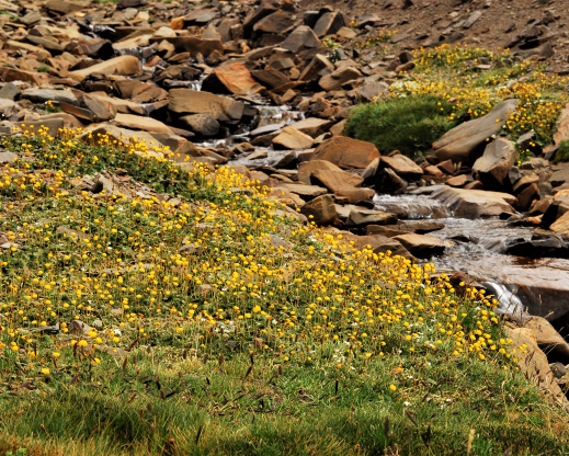Carpets of Calceolaria biflora growing by a stream 