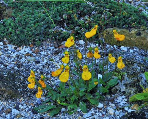 Calceolaria ‘John Innes’
