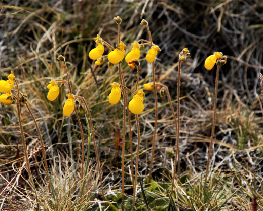 Calceolaria biflora