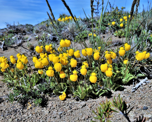 Calceolaria borsinii