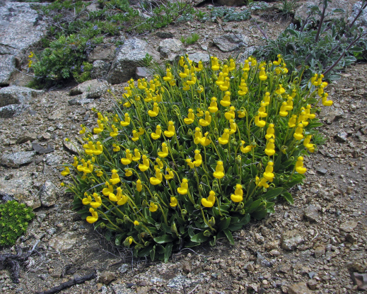 Calceolaria corymbosa