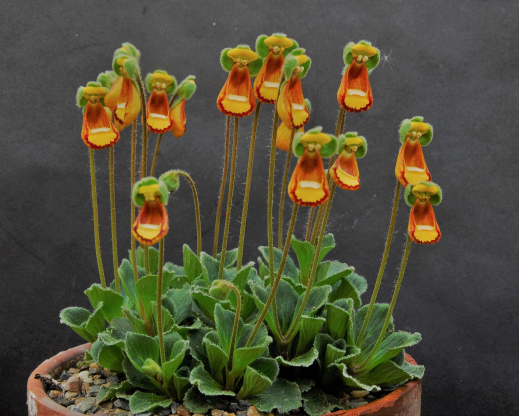 Calceolaria fothergillii