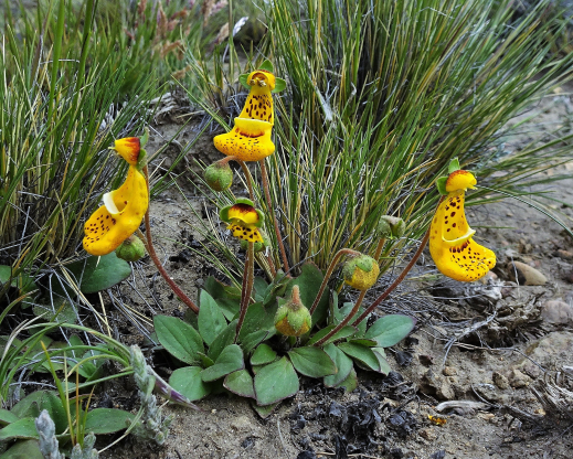 A natural hybrid of C. uniflora and C. polyrhiza 