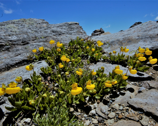 Calceolaria pennellii