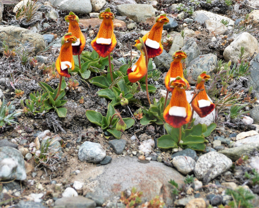 Calceolaria uniflora