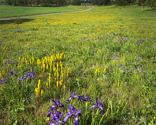 Castilleja levisecta at Finley Wildlife Refuge, near Corvallis, Oregon