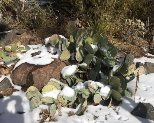 Prickly pear embracing a nurse rock at Denver Botanic Gardens. 