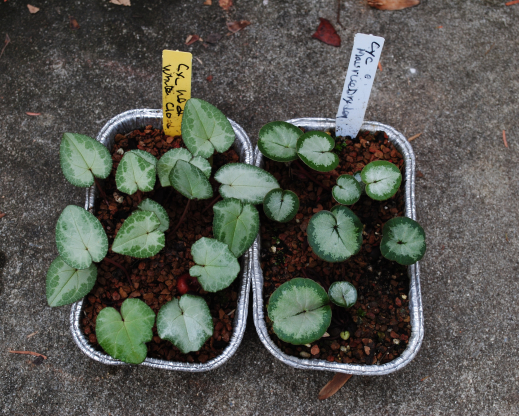 Cyclamen seedlings growing on.