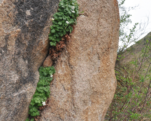 Hepatica falconeri growing in a rock crevice.