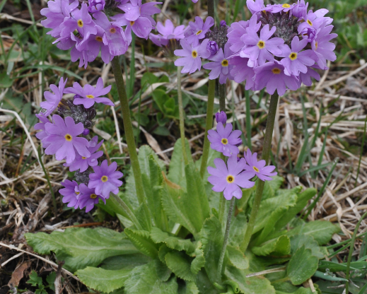 Primula algida 