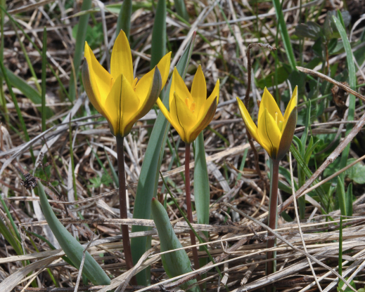 Tulipa dasystemon