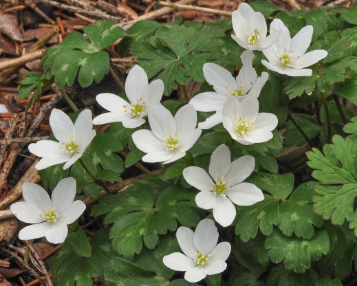 Hepatica falconeri in the wild in Kyrgyzstan