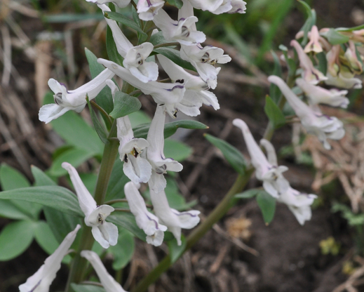 Corydalis glaucescens