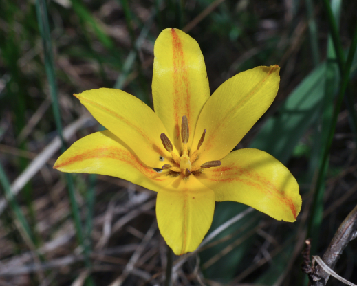 Tulipa kolpakowskiana