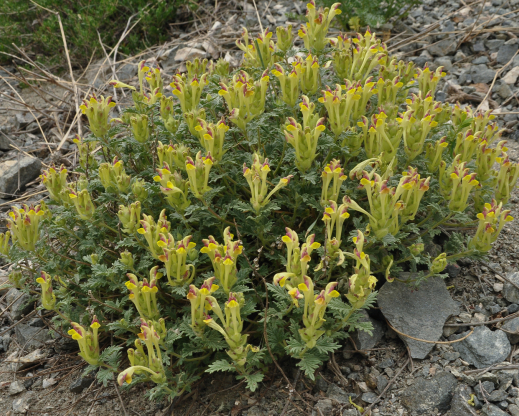 Scutellaria przewalskii