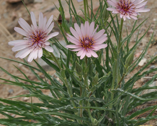 Tragopogon ruber 