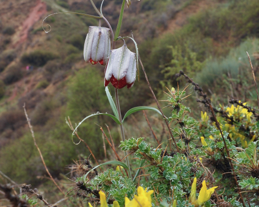 Fritillaria walujewii 