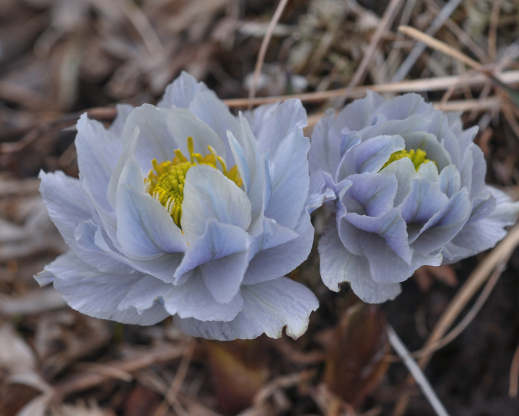 Trollius lilacinus 