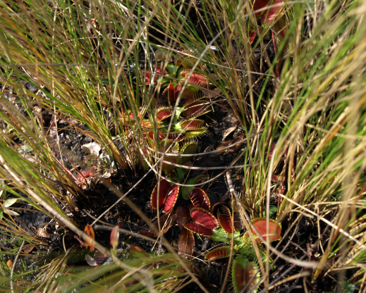 Dionaea muscipula, North Carolina’s iconic Venus flytrap growing in boggy, frequently burned habitat