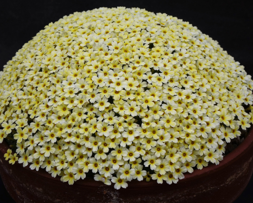 Dionysia ‘Monika’