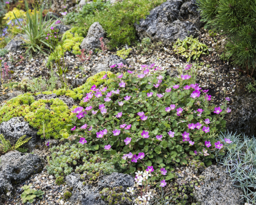 Erodium x variabile ‘Bishop’s Form’