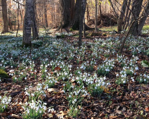 Galanthus elwesii var. monostictus