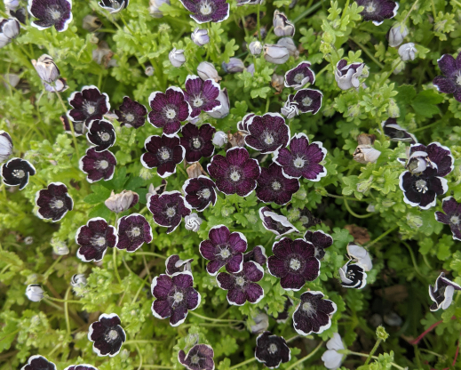 Nemophila ‘Penny Black’ with narrow white margins to the petals.