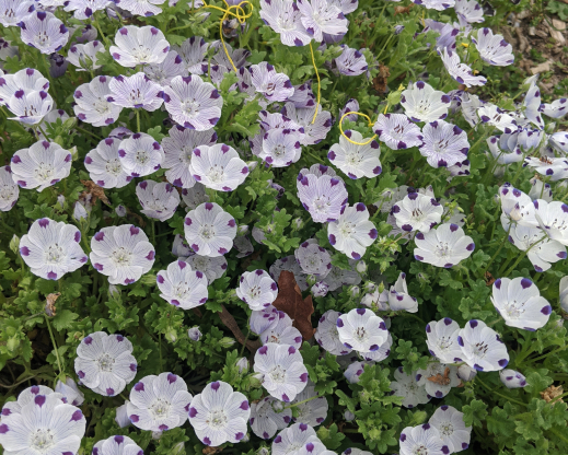 Nemophila maculata in full bloom.