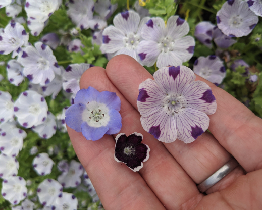Nemophila menziesii (left), N. ‘Penny Black’ (center), and N. maculata (right).