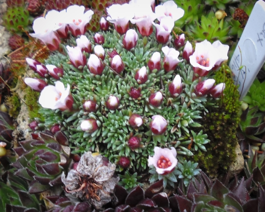 Saxafraga ‘Jan Neruda’ in a trough in the Marlene Kobre and Ron Denson Garden.