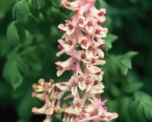 Corydalis caseana subsp. brandegeei