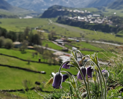Pulsatilla violacea perched on the edge of a cliff near the village of Sioni in the Greater Caucasus. Pulsatilla violacea perched on the edge of a cliff near the village of Sioni in the Greater Caucasus.