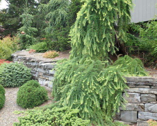 A weeping larch tumbles down over one of the many stone terraces in the Kraft garden.
