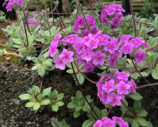 Androsace sarmentosa in bloom.