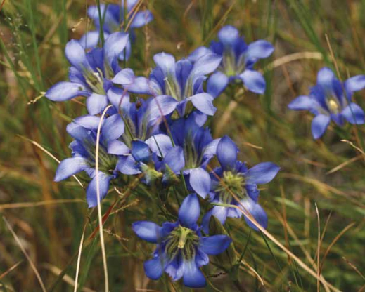 Gentiana autumnalis, Atlantic County, near Germania, New Jersey