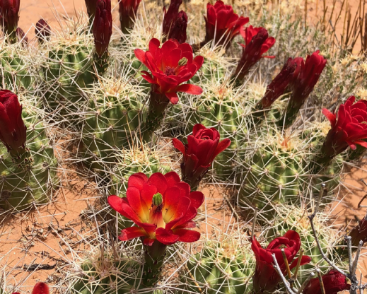 Echinocereus coccineus Echinocereus coccineus