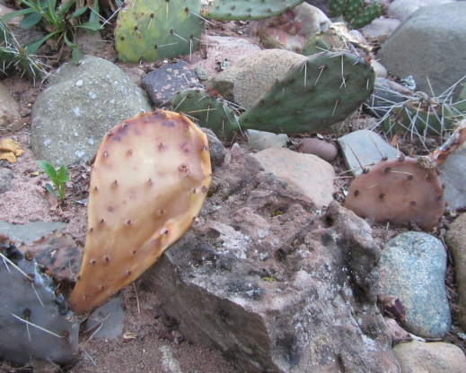 A winter-killed Opuntia pad.