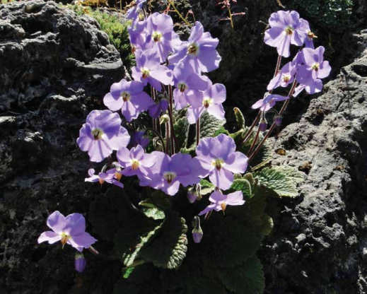 Ramonda myconi (David Sellars) - Class 2 winner