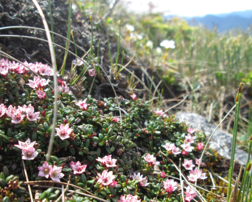 Alpine azalea (Loiseleuria procumbens) is one of the imperiled  native plants of the High Peaks