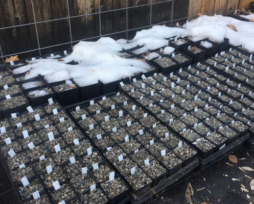 A backyard seed pot area can be as simple as a scrap of geotextile (or ground cloth) in the north shadow of a fence where snow accumulates.