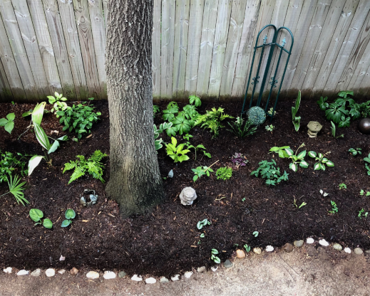 New shade planting in the new garden.